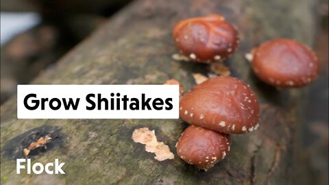 Grow SHIITAKES on LOGS with Hawk Meadow Farm — Ep. 036