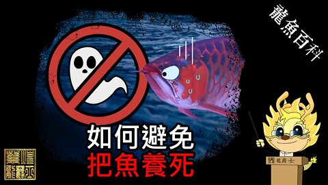 【龍爵士】龍魚百科-如何避免把魚養死