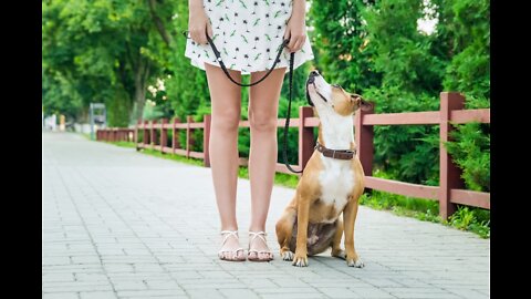 LEARN HOW TO SAFELY CORRECT YOUR DOG