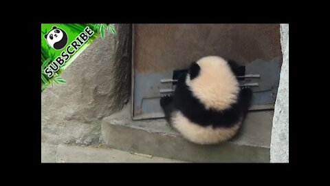 Panda Baby Hangs On Door When It Opens And Has Fun