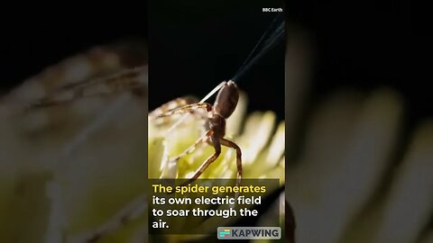 Get ready for a twist in the animal kingdom #knowledge #youtube #shorts #NEWS FACTS #FlyingSpider