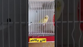 كناري بيكاتشو كيوت روعة