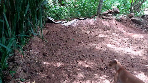 Águas cinzas #85. Odor em águas cinzas #11. Reconstrução do banhado