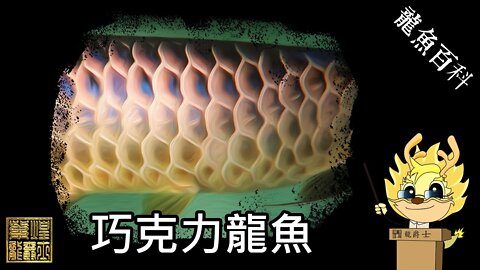 【龍爵士】龍魚百科-巧克力龍魚