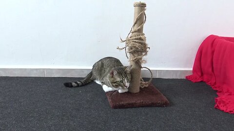 Cat Is so Attached to His Scratching Post