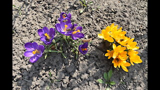 Bees pollinating yellow and purple flowers