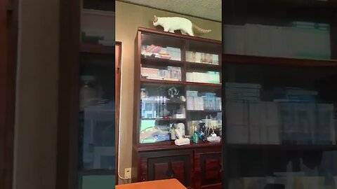 smart cat unlocks door