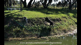 Energetic Great Dane loves digging up dirt