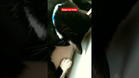 Gato Bartolomeu Tunico brincando e cantando Legião urbana tempo perdido 😺😺 sempre em frente. cat