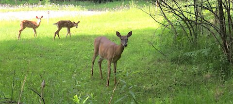 The deer stop to listen to the birds