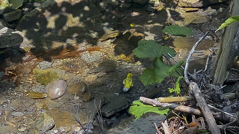 Golden Finch bathing their little hearts out 😊