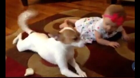 French Bulldog perfectly mimics owner's yoga moves.Interesting