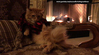 Patient cat poses for picture in Christmas pajamas