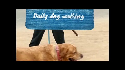 Daily 🐕dog walking, #shorts, #good exercise, #dog walks, #daily dog walking,#great care, #dogs walk