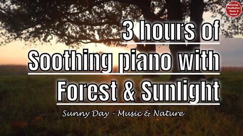 Soothing music with piano and jungle sound for 3 hours, music for healing and positive energy