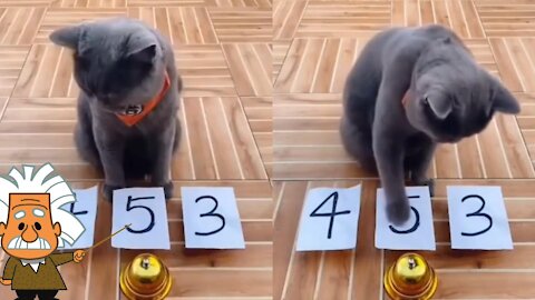 Incredibly Smart Cat Shows Some Math Skills