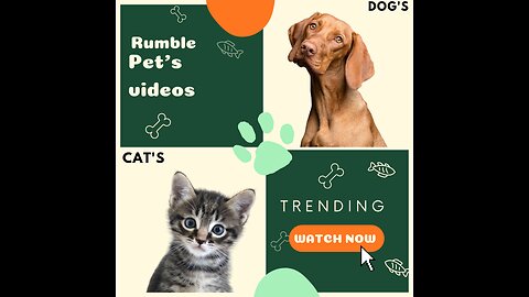 THE ANIMALS KINGDOM FUNNY VIDEO 📸 LOOK LIKE DOGS CATS AND OTHER ANIMALS