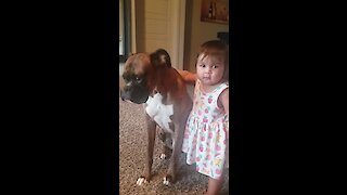 Baby girl gives her boxer a loving hug