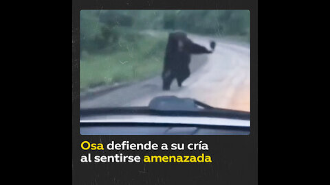 Una osa defiende a su cría al sentirse amenazada por un auto en Rusia