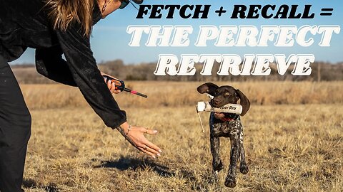 Fetch Is Two Parts - Teach Your Dog To Do Both