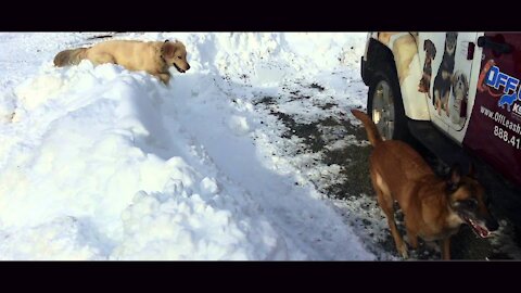 Shock Collar Trained Dogs Look Like? Ecollar Training in Northern Virginia