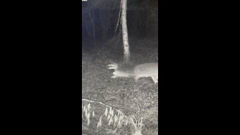 Wisconsin typical 12 point Whitetail