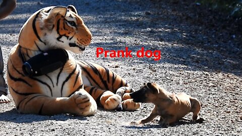 Fake Tiger Prank Dog Run Very Funny Try To Not Laugh Challenge