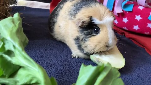 Guinea pig Svea eating