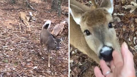 Fawns remember rehabber weeks after released into the wild