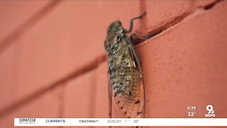 What the cold snap means for the cicadas