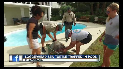 Loggerhead sea turtle trapped in pool