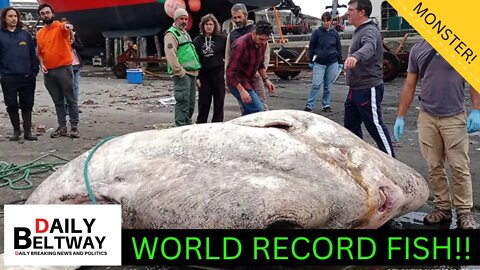 SWIMMERS BEWARE: 6000 LB Monster Fish Caught In Atlantic Ocean