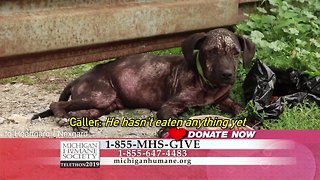 Annual Michigan Humane Society telethon kicks off