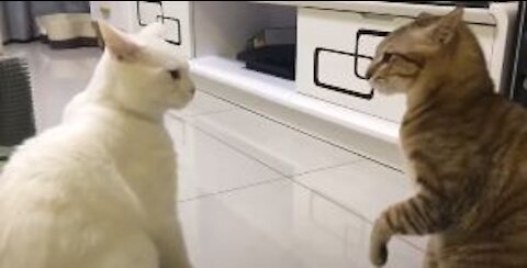 when cats are better at talking than hooman 😸