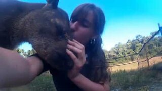 Cucciolo di tapiro dimostra il suo amore per l'amica umana