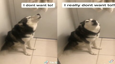 Husky denied to take bath