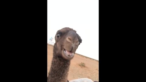 This is how to speak with a Camel