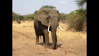 Car chased by elephant in natural park in India