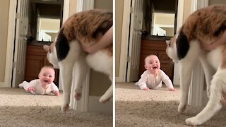 Baby And Cat Play The Most Precious Game Of Peekaboo Ever