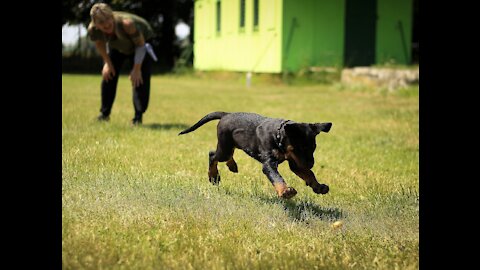 HOW TO TRAIN YOUR DOG TO SPEAK( BARK) COMMAND|ROTTWEILER DOG TRAINING