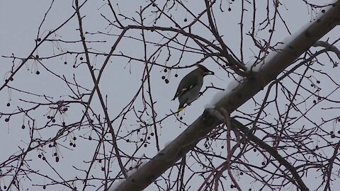 Bohemian waxwing