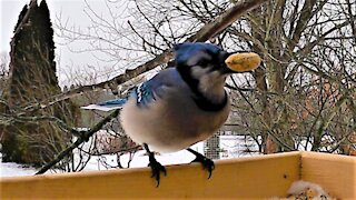 Brightly colored blue jay is extremely picky about his peanuts