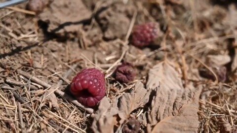 Sunburnt raspberry crops strike farmers across B.C