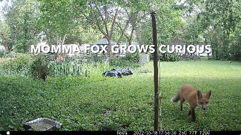 Momma Fox Grows Curious