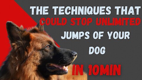 Teach Your Dog To Stop Jumping Up In 4 Simple Steps !