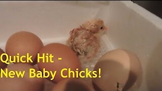 We've Got Chicks