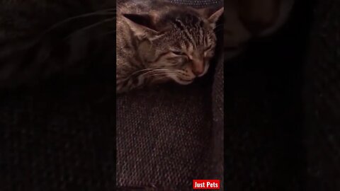 Adorable Singing 🎶 Cat #shorts #cute #tiktok #viral #funnyanimals