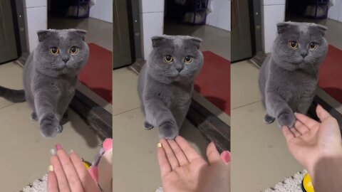 Black cute cat giving shake hand