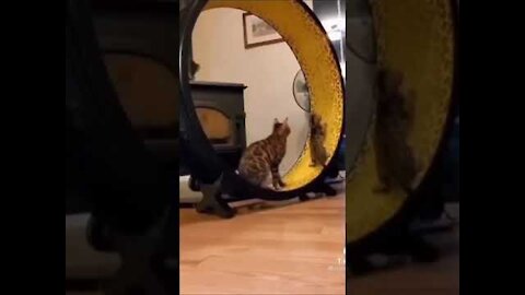 Cats chasing laser in a gigantic hamster wheel. You won't stop laughing.