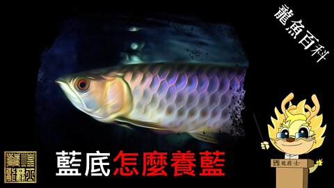 【龍爵士】龍魚百科-藍底怎麼養藍